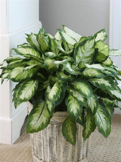 Dieffenbachia maculata care. Things To Know About Dieffenbachia maculata care. 
